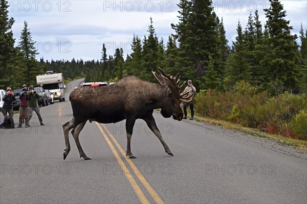 Bull moose (Alces alces) crosses the road and is photographed, Denali National Park