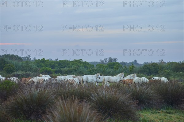 A herd of white Camargue horses grazing in a wide meadow under a cloudy sky, Camargue, France,