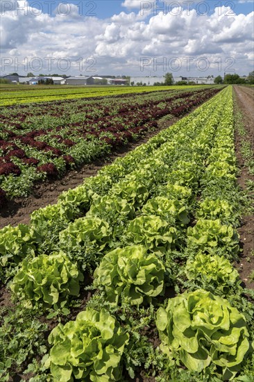 Agriculture, lettuce growing in a field, green lettuce, Lollo Bionda and Lollo Rossa, in long rows