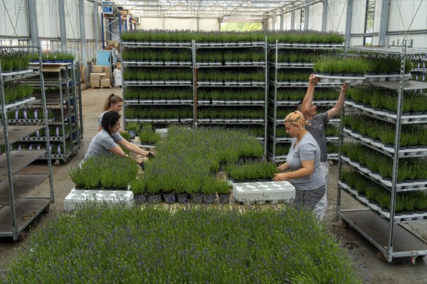 Horticultural business, lavender plants, in flower pots, outdoors, are packed to make them ready