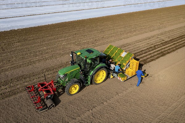 Vegetable cultivation, celery plants are planted in the field with a planting machine,