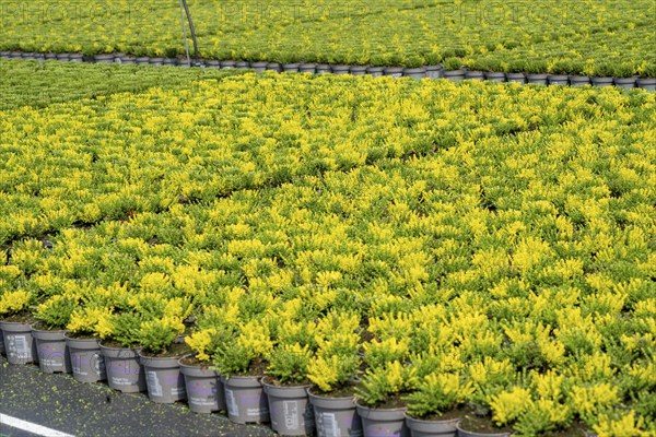Horticultural business, broom heather plants, in flower pots, outdoors, Calluna vulgaris, North