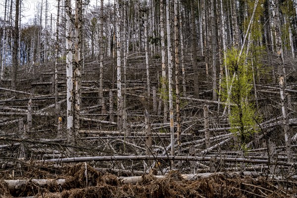 Dead spruce trees, broken by wind, lying in disarray, forest dieback in the Arnsberg Forest nature
