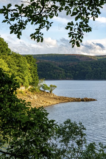 Lake Rursee, reservoir in the Eifel National Park, north-east bank near Heimbach, near the Rur dam