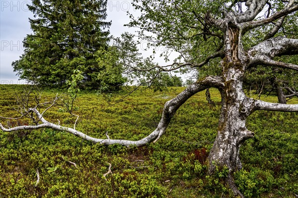 Landscape on the Kahler Asten, mountain, in the Hochsauerland district, Hochheide, North