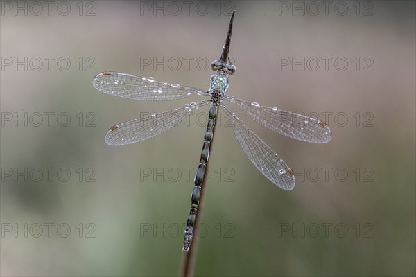 Lestes virens (Lestes virens), Emsland, Lower Saxony, Germany, Europe