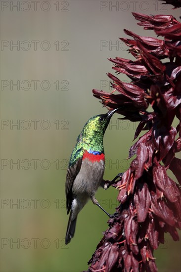 Cape Sunbird (Cinnyris chalybeus), adult, foraging, feeding, on giant honey flower (Melianthus