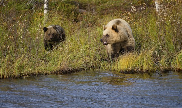 Female bear with cub (Ursus arctos), strikingly light-coloured fur, in tall grass by the water,