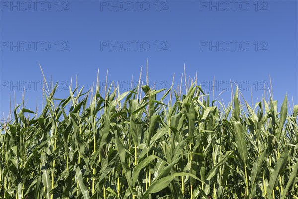 Symbolic image, renewable energies, maize plants, biogas plant, feed maize, detail, immature,
