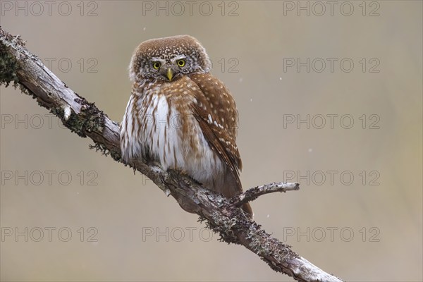 Pygmy owl (Glaucidium passerinum), Luce, Mountain area, Luce, Styria, Slovenia, Europe