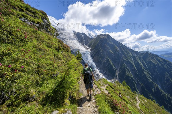 Mountaineer between alpine roses on a hiking trail, impressive mountain landscape with glacier,