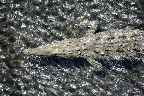 American crocodile (Crocodylus acutus) swimming in the water, from above, Rio Tarcoles, Carara