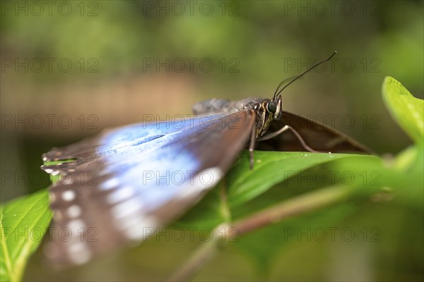 Morpho helenor, blue morpho butterfly sitting on a leaf, Alajuela province, Costa Rica, Central