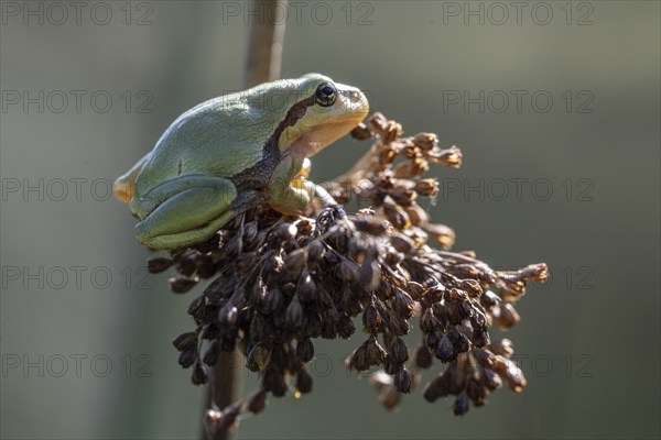 Tree frog (Hyla arborea), Lower Saxony, Germany, Europe