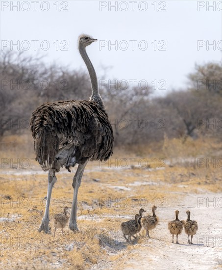 Common ostrich (Struthio camelus), adult female with young, chicks, animal family, African