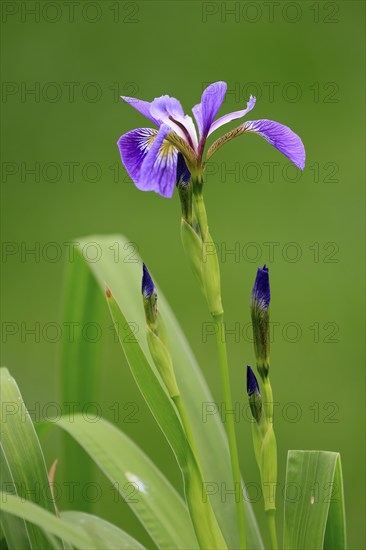 American marsh iris (Iris versicolor), flower, in bloom, at a pond, Ellerstadt, Germany, Europe