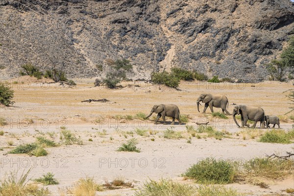 Desert elephants (Loxodonta africana) in the Huab dry river, Damaraland, Kunene region, Namibia,