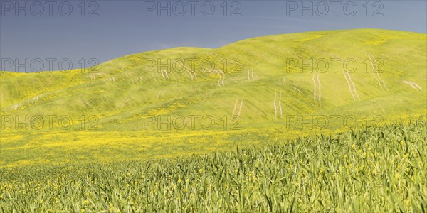 Landscape around Pienza, Val d'Orcia, Orcia Valley, UNESCO World Heritage Site, Province of Siena,