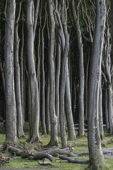 Beech forest (Fagus sylvatica), Ghost Forest Nienhagen, Mecklenburg-Western Pomerania, Germany,