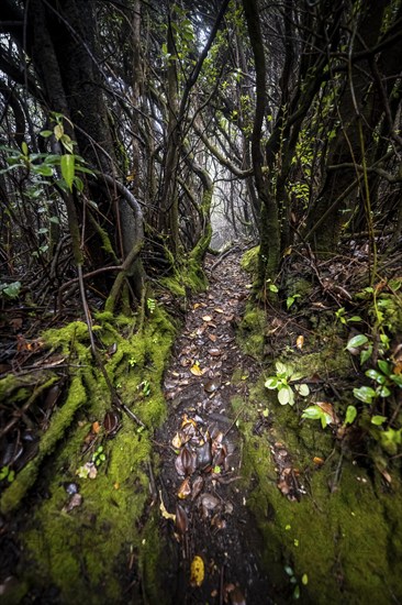 Narrow hiking trail through foggy rainforest, dense vegetation, Poás National Park, central