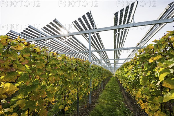 Solar plant in the vineyard, solar cells, solar modules, solar power plant, photovoltaic plant,