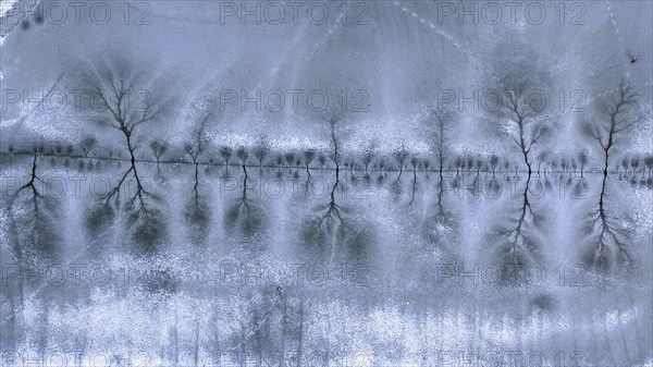 Aerial view, lake landscape, reed bed, flooded area, biotope, habitat, Elbe floodplain, floodplain