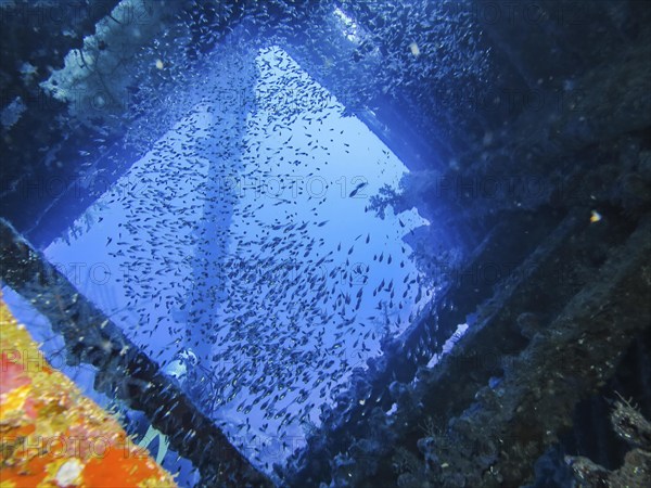 School of glassfish in the wreck of the Carnatic, Red Sea, Egypt, Africa