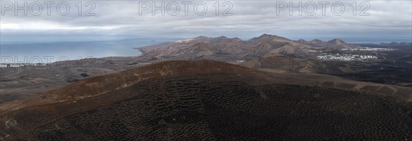 Grapevines growing in black volcanic soil in protected enclosed pits, La Geria, Lanzarote, Canary