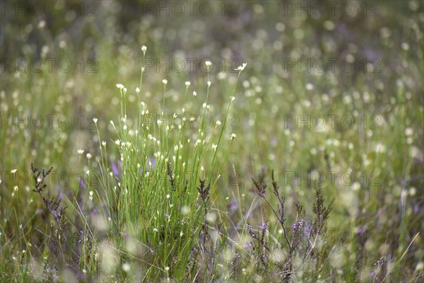 Grasses in the Pechschnait raised bog near Traunstein, Upper Bavaria, Germany, Europe