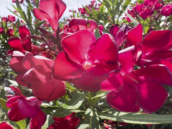 Flowering oleander (Nerium oleander), Italy, Europe