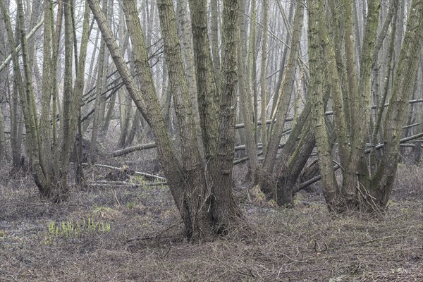 Alder quarry forest (Alnus glutinosa), Emsland, Lower Saxony, Germany, Europe