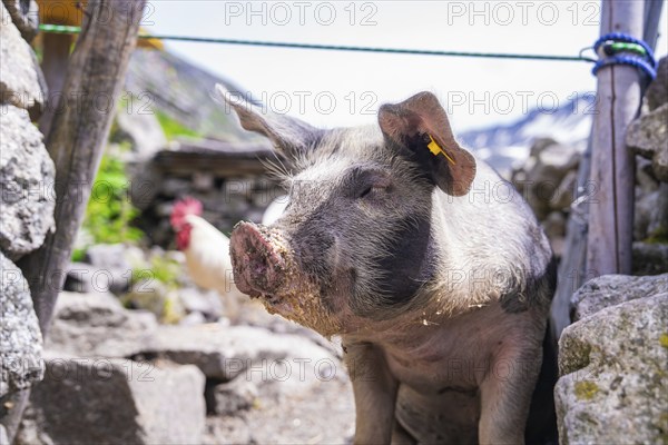 A pig stands on a stony path in front of a rustic fence in a mountain landscape, Klein Tibet,