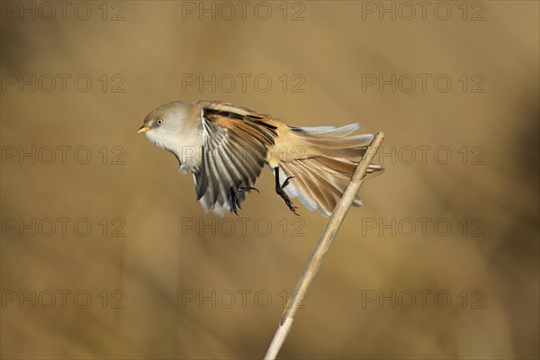 Bearded Tit (Panurus biarmicus), female taking off from reeds, Klingnauer Stausee, Canton Aargau,