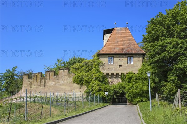 Hohenbeilstein Castle, hilltop castle, vineyards, Beilstein, Heilbronn district, Baden-Württemberg,