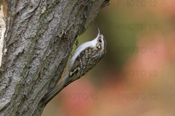 Woodcreeper, (Certhias familiaris)
