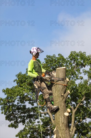 Detroit, Michigan, A worker for a tree removal service cuts down a dead tree
