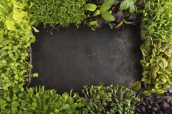 Set of boxes with microgreen sprouts of purple and green basil, sunflower, radish, sorrel, pea,
