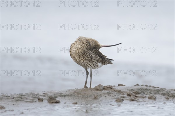 Eurasian curlew (Numenius arquata) adult bird preening itself on a mudflat, England, United