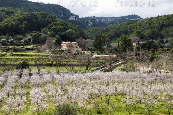 Flowering almond tree (Prunus dulcis), near Valdemossa, Serra de Tramuntana, Majorca, Balearic