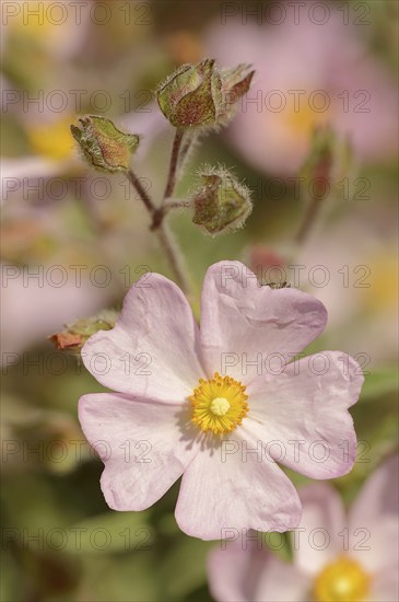 Small-flowered rockrose (Cistus parviflorus), flower, Provence, southern France