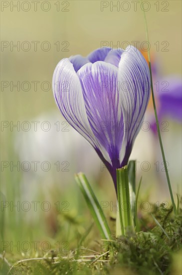 Flowering crocus (Crocus spec.) in spring, North Rhine-Westphalia, Germany, Europe