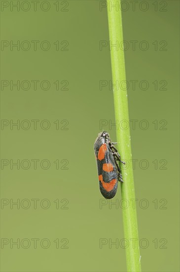 Red-and-black froghopper (Cercopis vulnerata), North Rhine-Westphalia, Germany, Europe