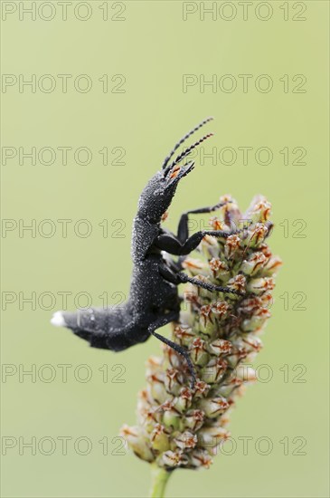 Devil's coach-horse beetle (Ocypus olens) in defence posture, North Rhine-Westphalia, Germany,