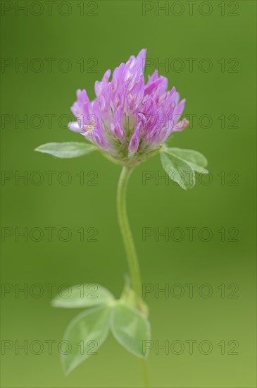 Red clover (Trifolium pratense), flower, North Rhine-Westphalia, Germany, Europe