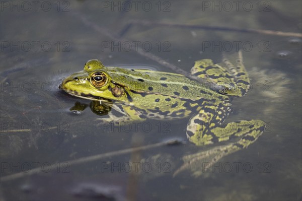 A pond frog sits in a pond near Münster, 08.04.2024