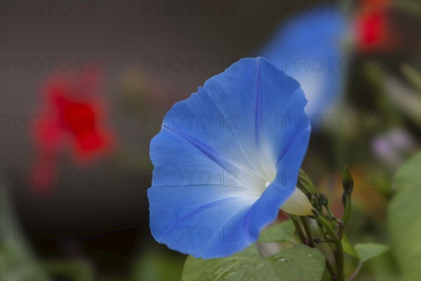 Sky blue morning glory (Ipomea), Brittany, France, Europe