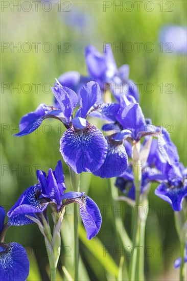 Colorful blue and white Iris in a botanical garden