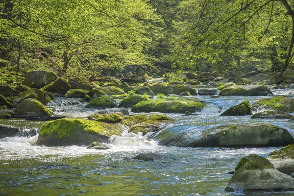 Clear mountain river Bode with green vegetation and sunlit stones, rocks, boulders, moss, rapids,