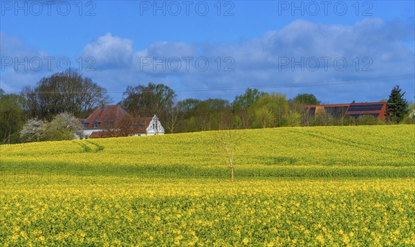 Landscape on Rügen, Mecklenburg-Western Pomerania, Germany, Europe