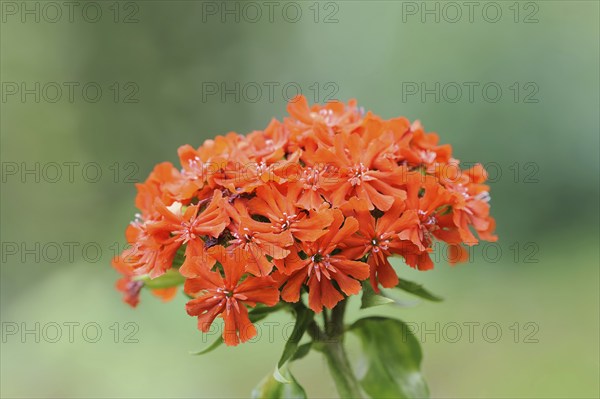 Burning love or scarlet campion (Lychnis chalcedonica, Silene chalcedonica), inflorescence,